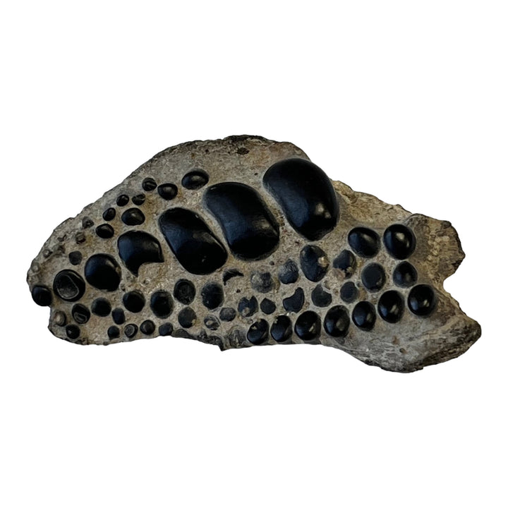 Fossile pycnodontiforme Frankreich GB DB112