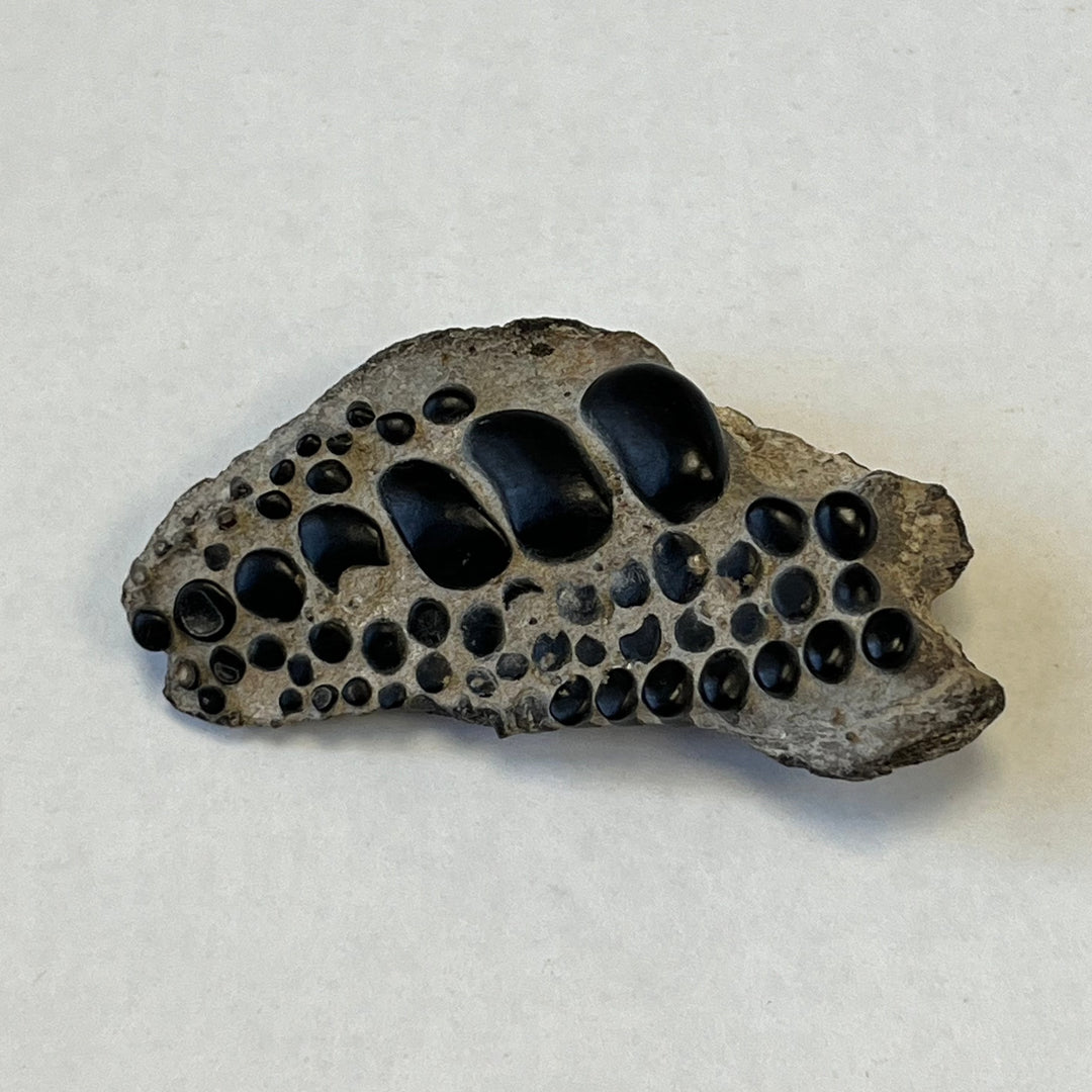 Fossile pycnodontiforme Frankreich GB DB112