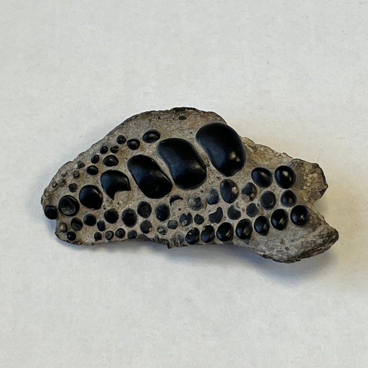 Fossile pycnodontiforme Frankreich GB DB112