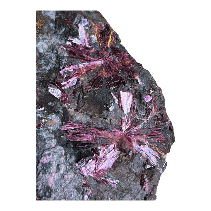 Erythrite  en fleurs Bou Azzer Maroc