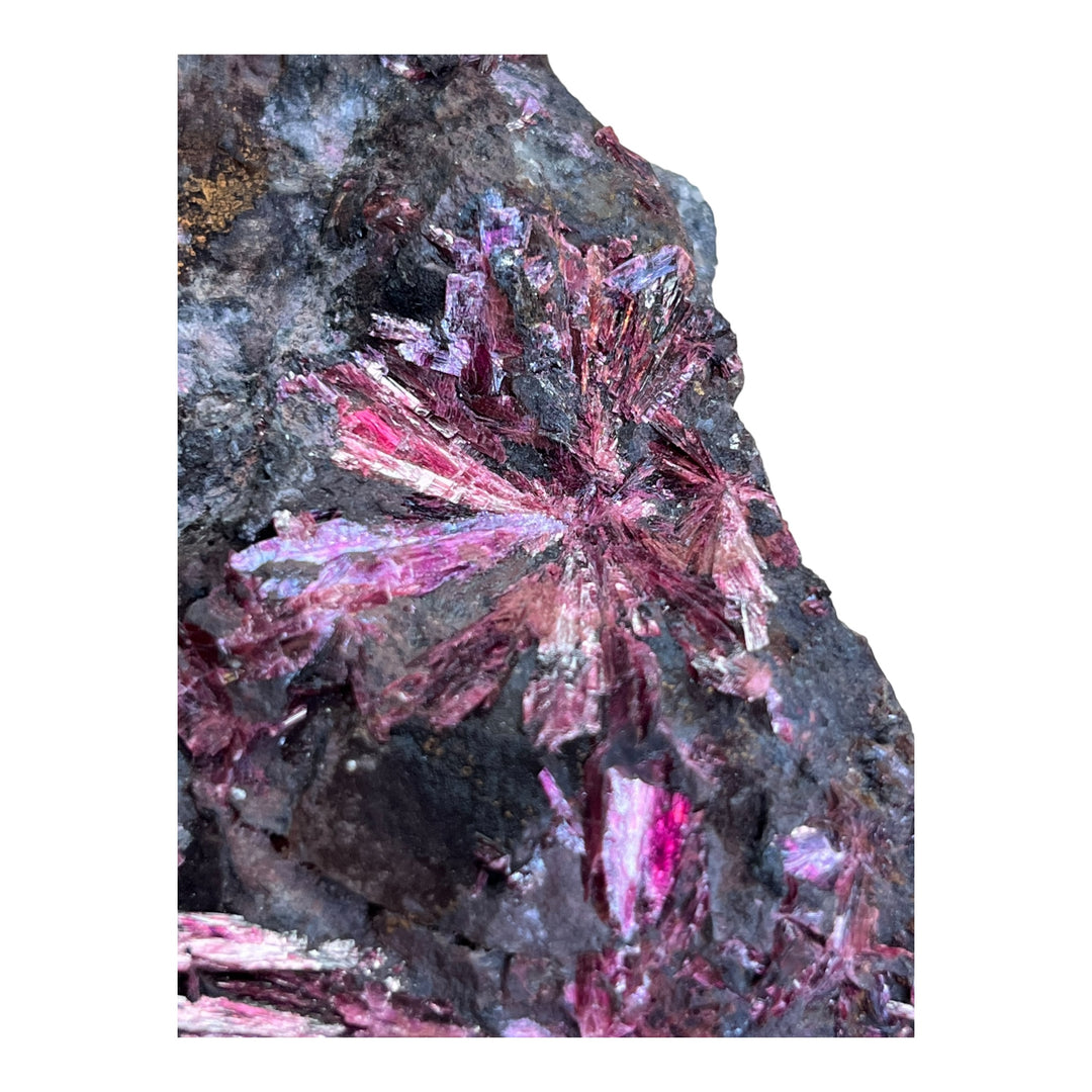 Erythrite  en fleurs Bou Azzer Maroc