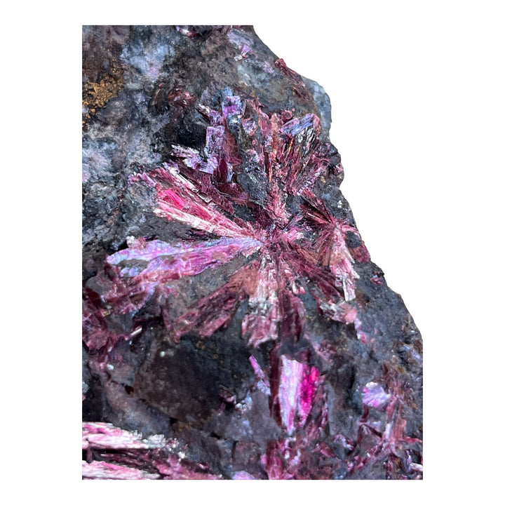 Erythrite  en fleurs Bou Azzer Maroc