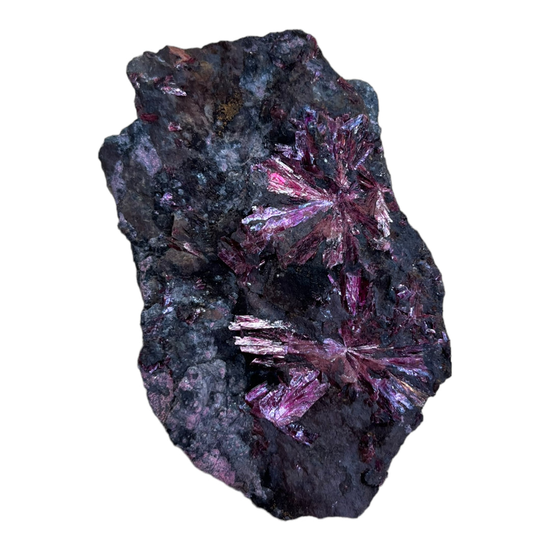 Erythrite  en fleurs Bou Azzer Maroc