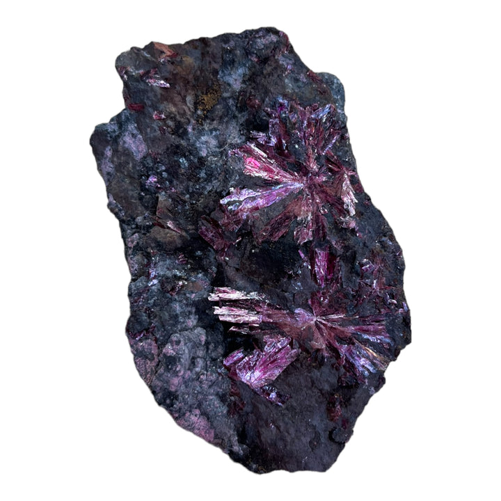 Erythrite  en fleurs Bou Azzer Maroc