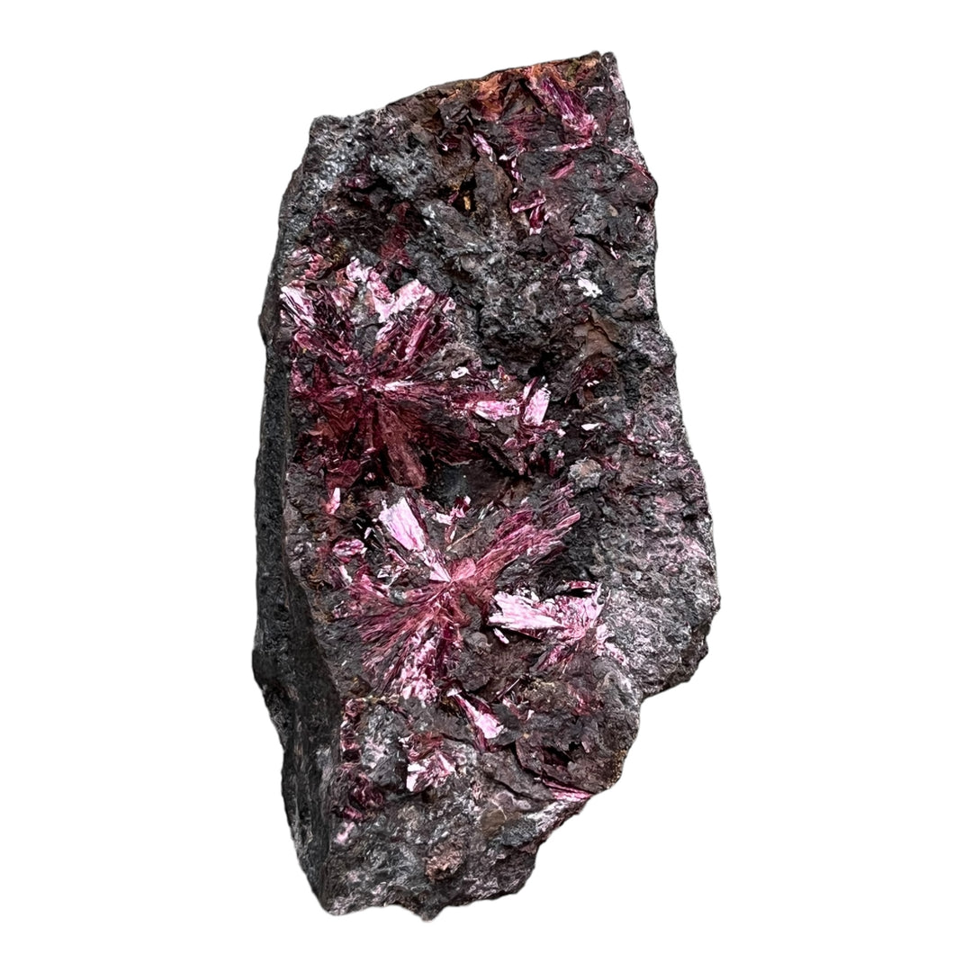 Erythrine en fleurs Bou Azzer Maroc 2