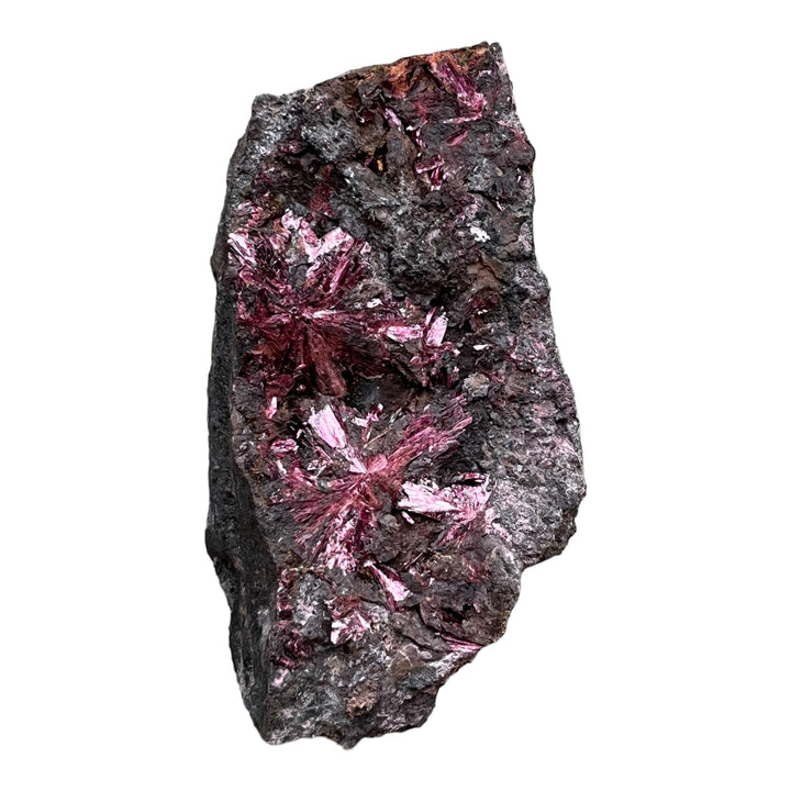 Erythrine en fleurs Bou Azzer Maroc 2