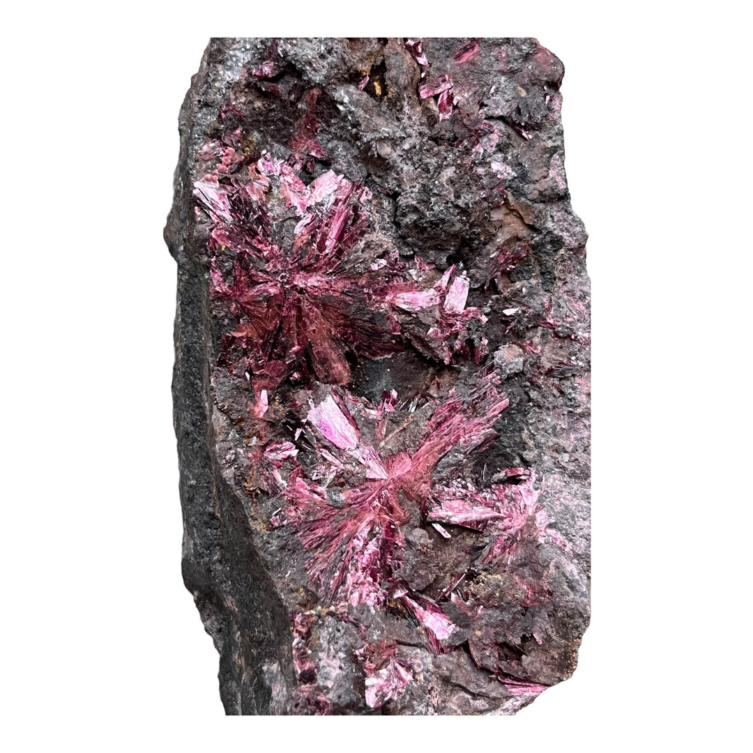 Erythrine en fleurs Bou Azzer Maroc 2