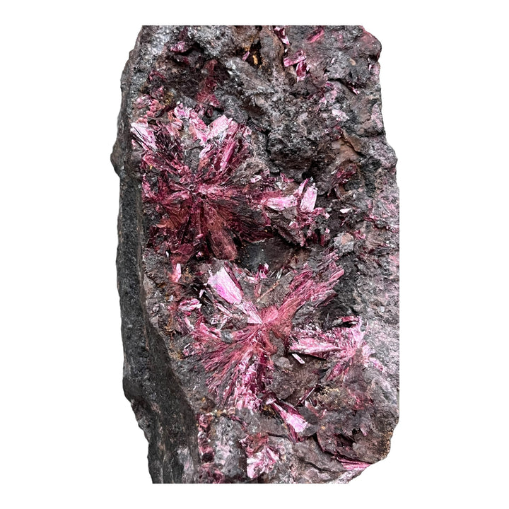 Erythrine en fleurs Bou Azzer Maroc 2