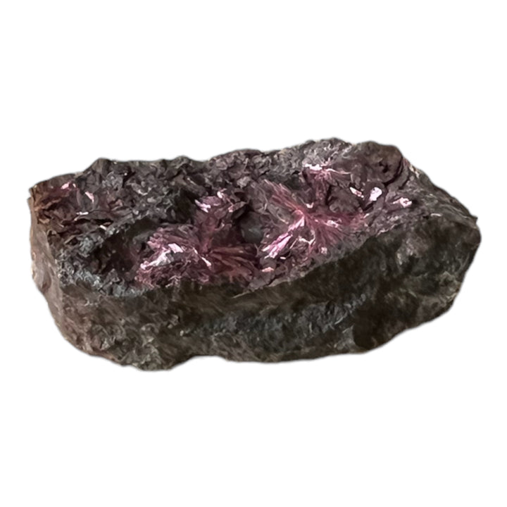 Erythrine en fleurs Bou Azzer Maroc 2