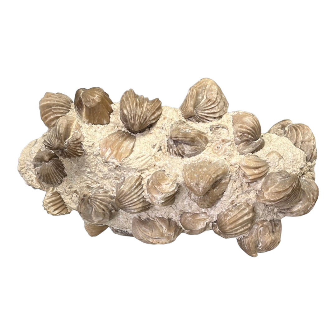 Rhynchonelles Fossile Rumigny France DR84