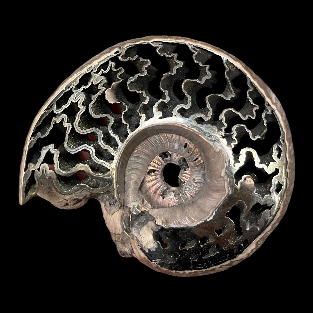 Ammonite pyritisée