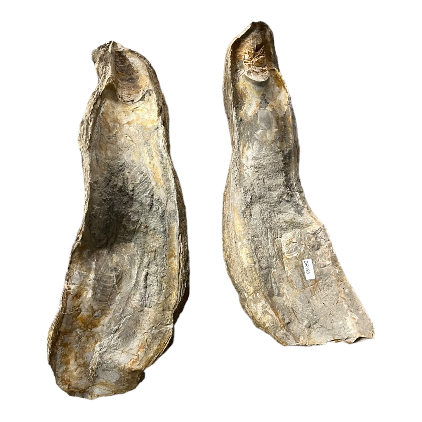 Ostrea crassissima grande Huitre fossile Hérault France DR193