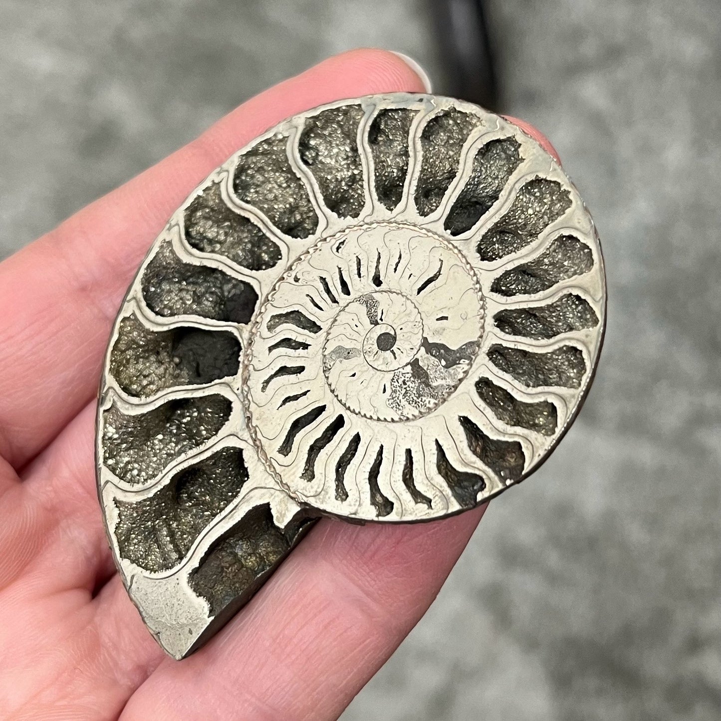 Ammonite dactylioceras Athleticum germany m18w20