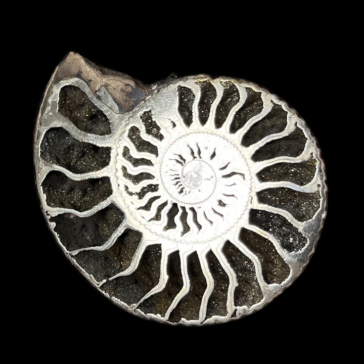 Ammonite pyritisée de Russie, 72x60 mm, polie, #3