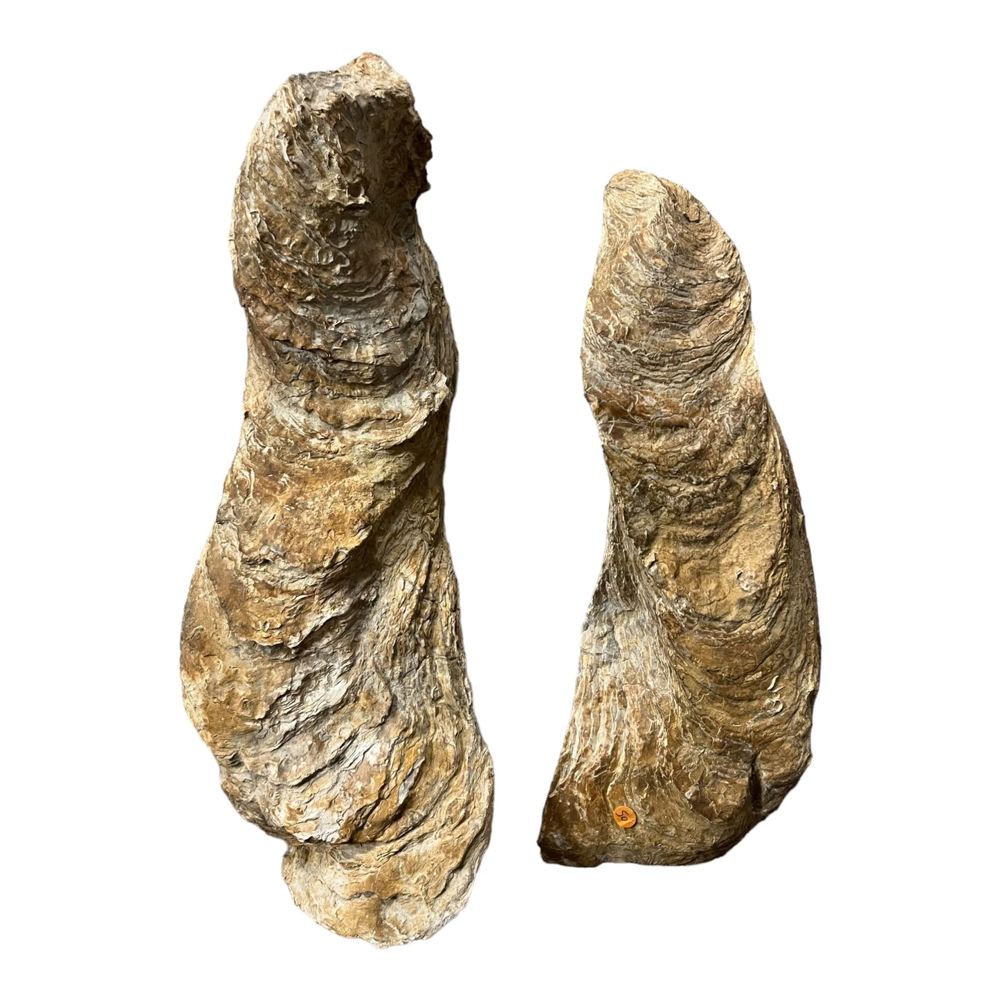Ostrea crassissima large Fossil oyster Hérault France DR193