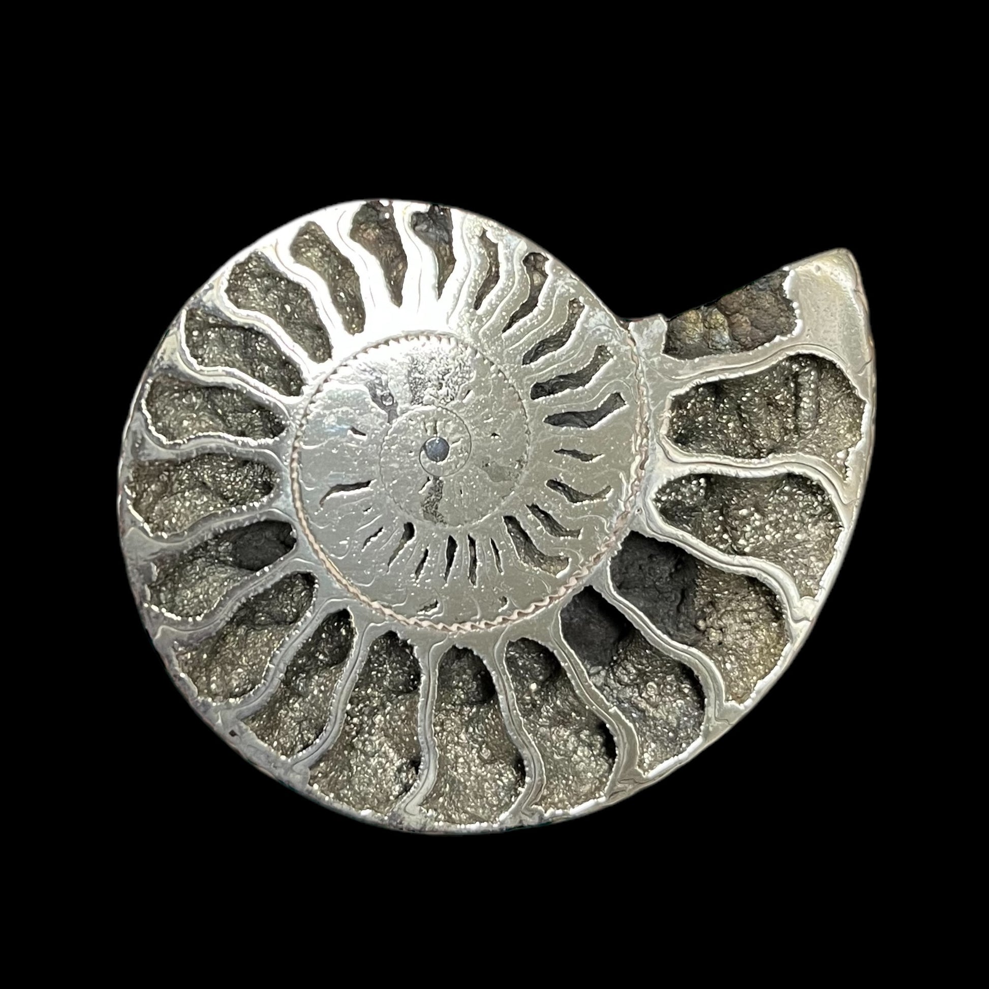 Pyritised ammonite Russia