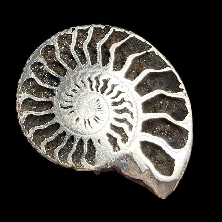 Ammonite pyritisée de Russie, 72x60 mm, polie, #3