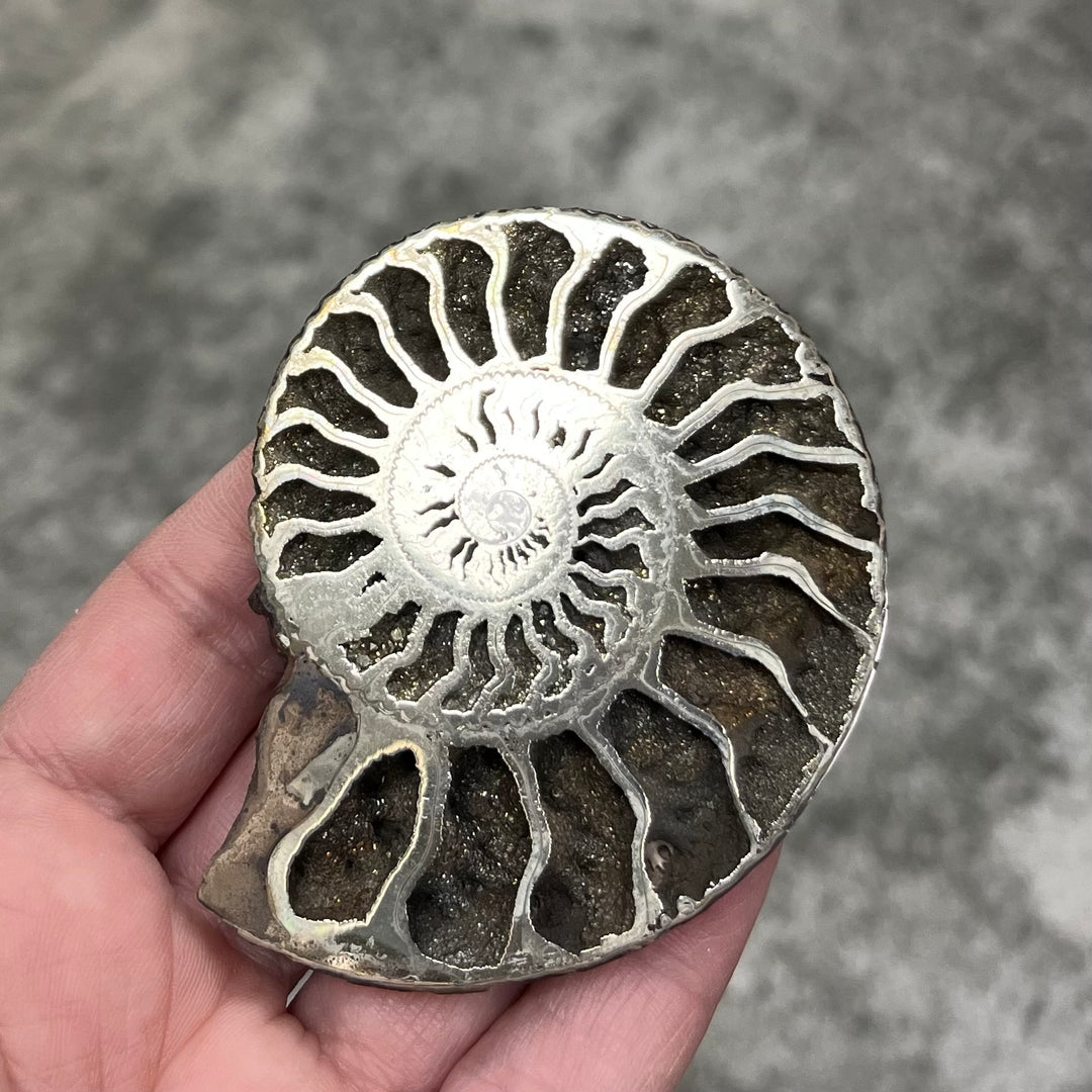 Ammonite pyritisée de Russie, 72x60 mm, polie, #3