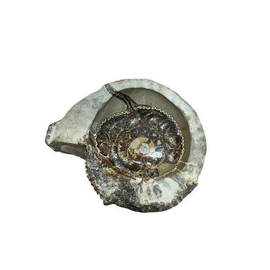 Empty ammonite pocket DR263