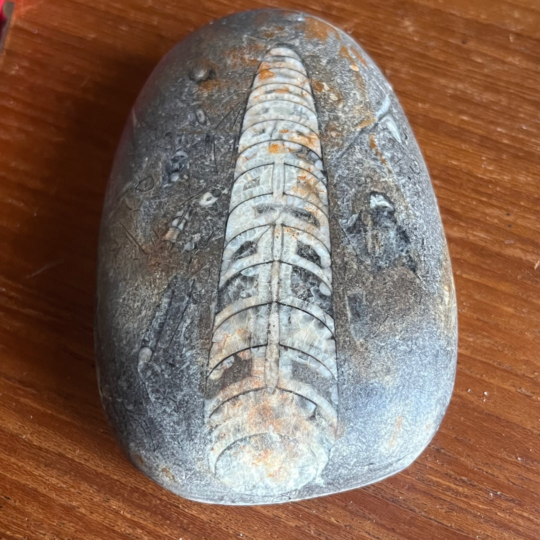 Fossile Orthocéras Maroc DB114