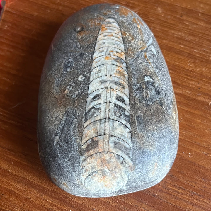 Fossile Orthocéras Maroc DB114