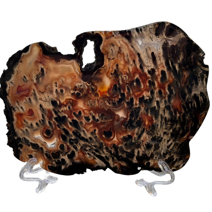 Polished Agate Slice from Brazil 1