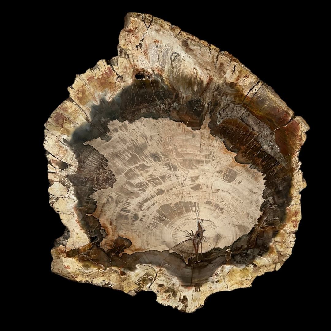 Holz fossilisiert Araukaria DR259