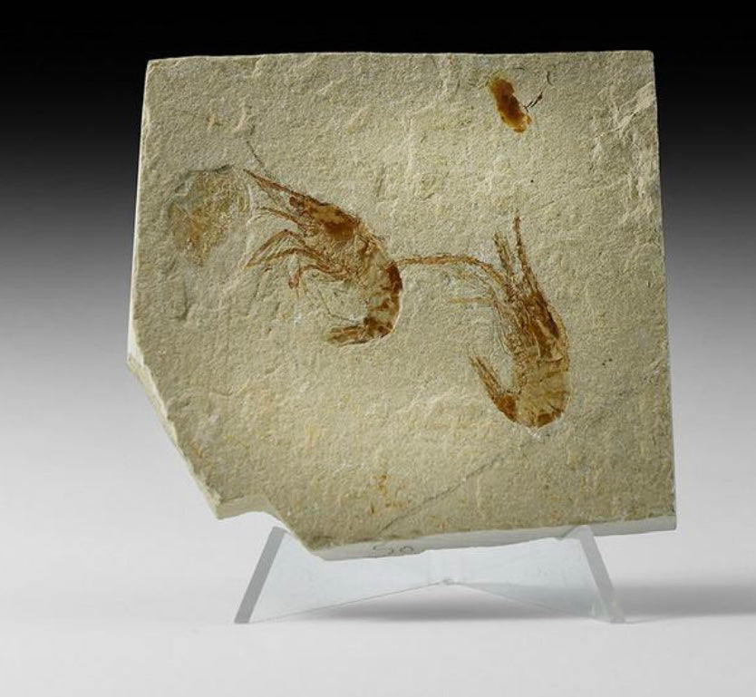 Fossile crevettes Hajouka Liban DA129