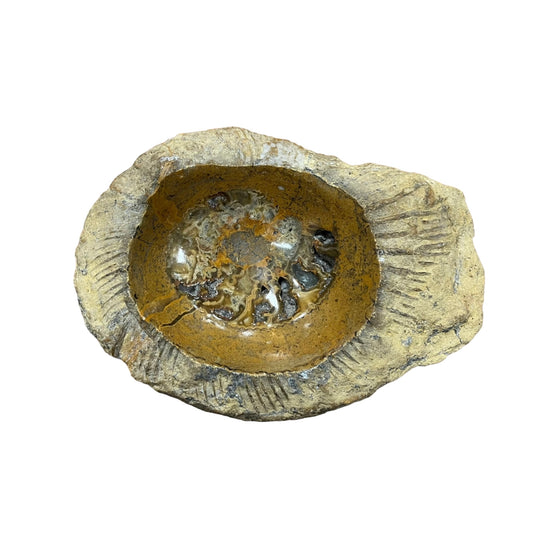 Vacuum Pocket Ammonite DR264