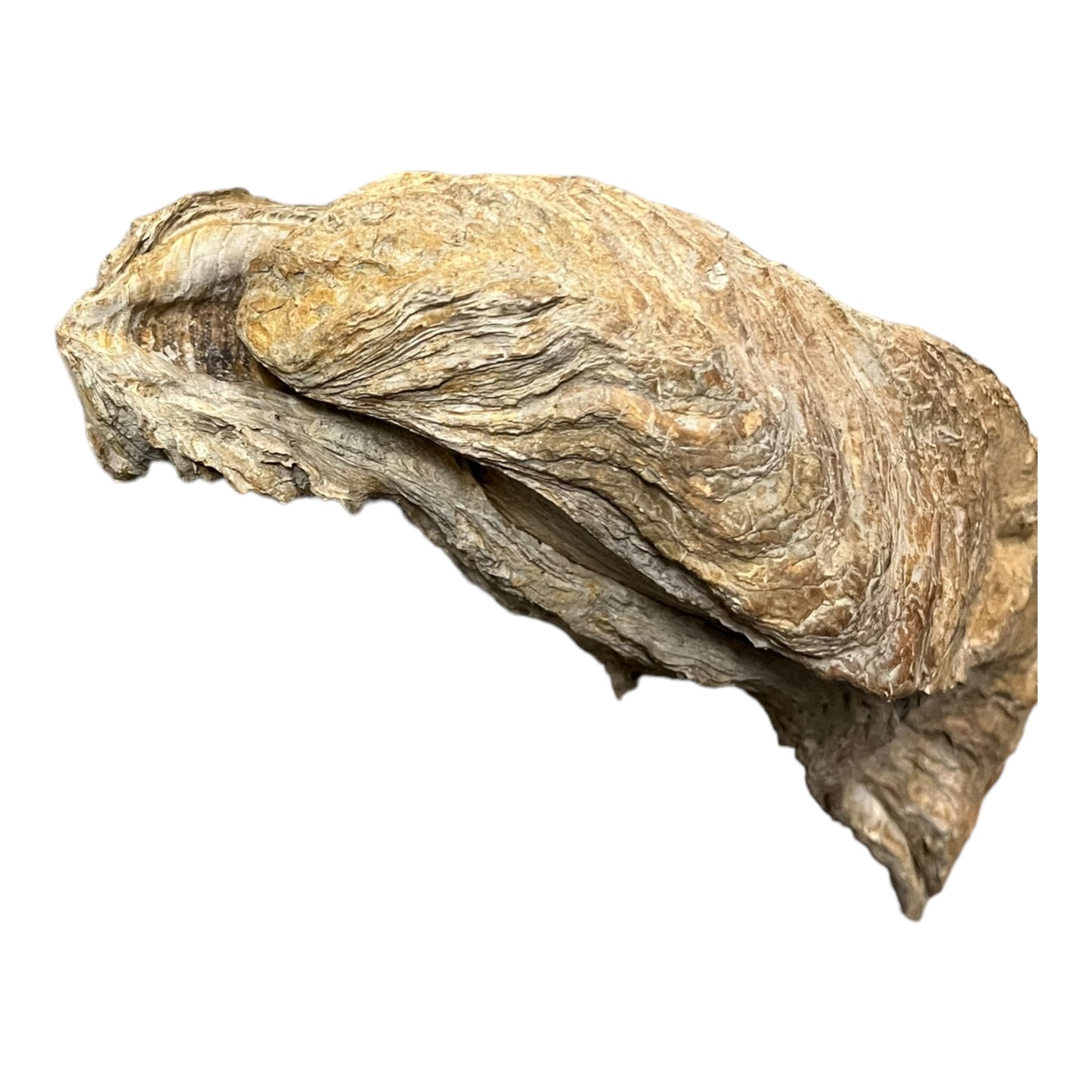Ostrea crassissima grande Huitre fossile Hérault France DR193