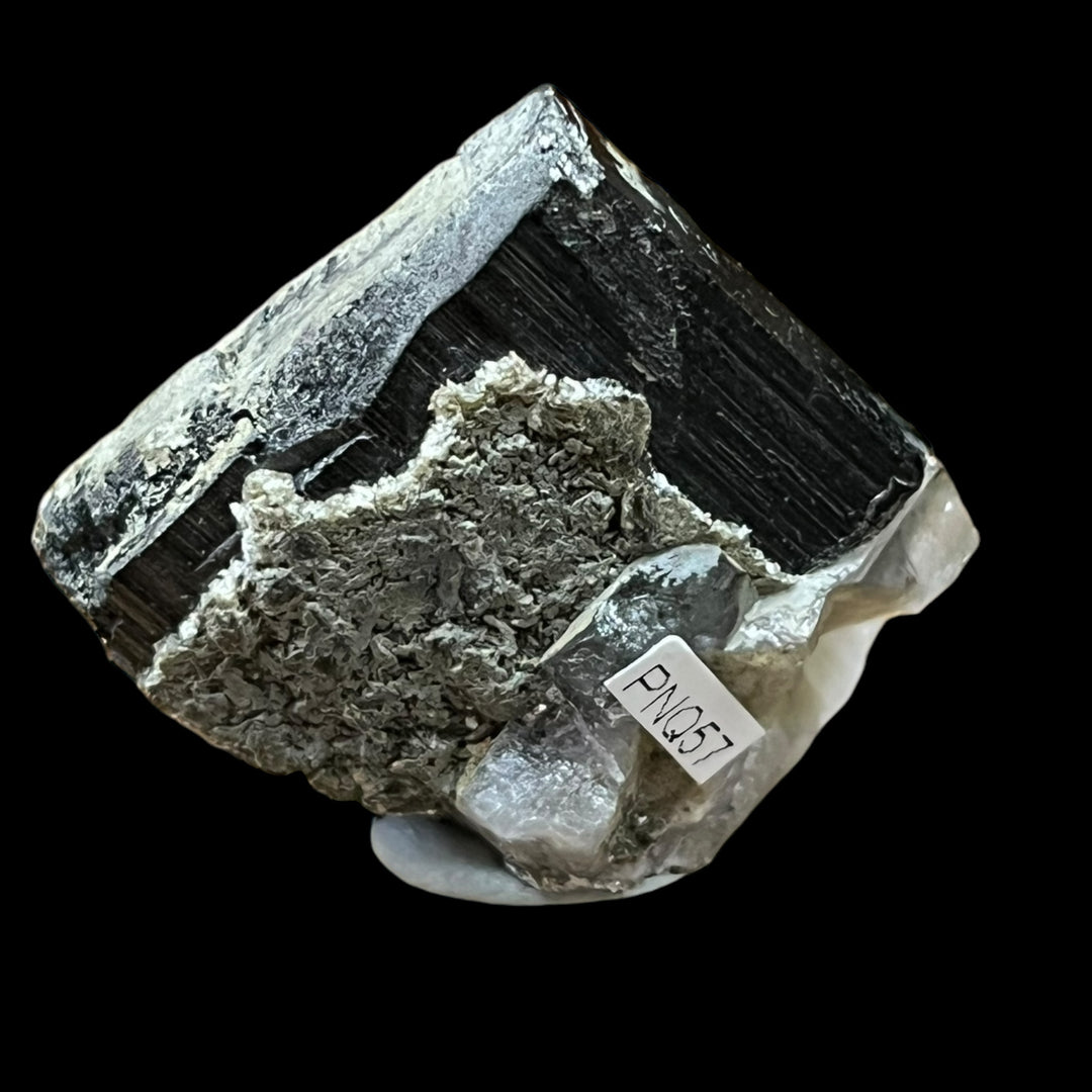 Ferberite ( wolframite) Fluorapatite Panasqueiras Portugal PNQ57