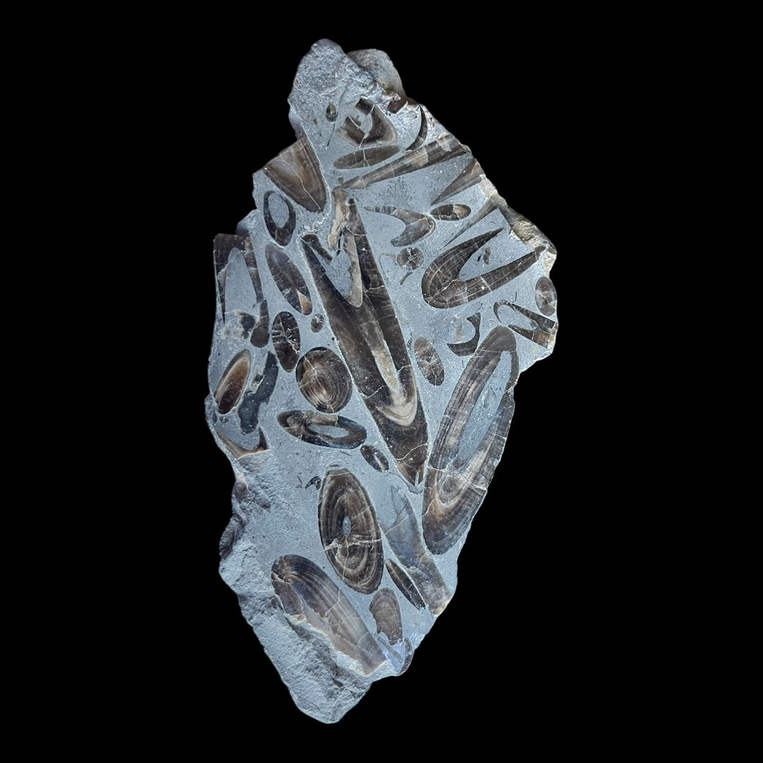 Fossile de belemnite poli Maroc DB113