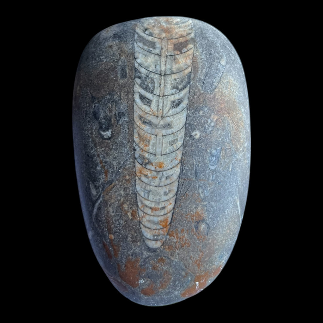 Fossile Orthocéras Maroc DB114