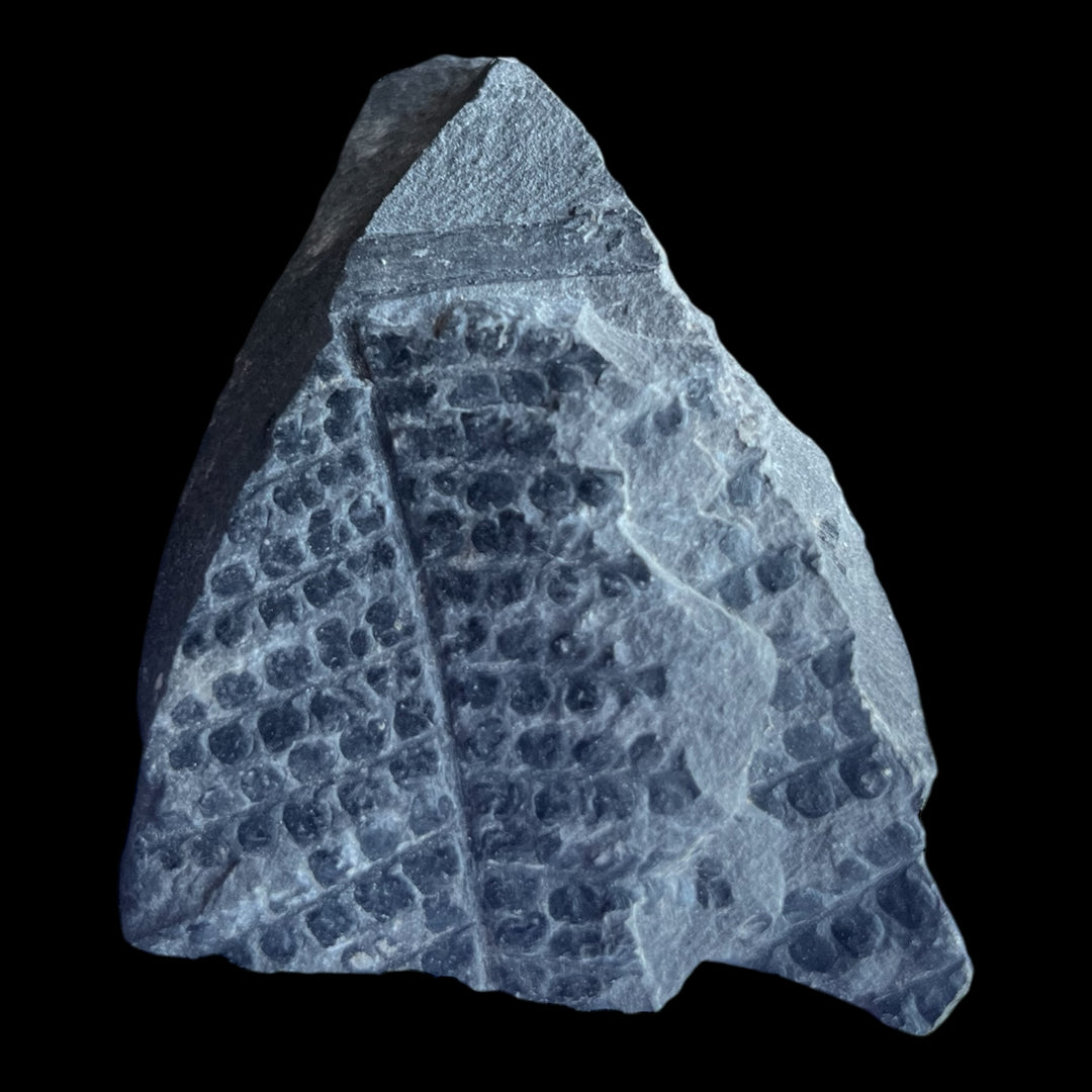 Fossile fougère carbonifère sphenopteris  DB115
