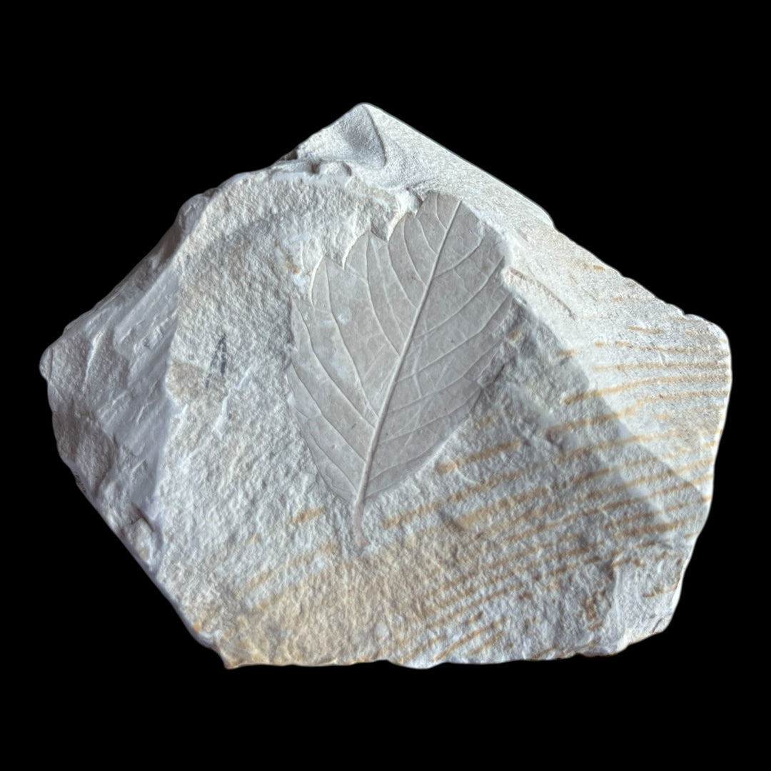 Fossile feuille Myocene DB116