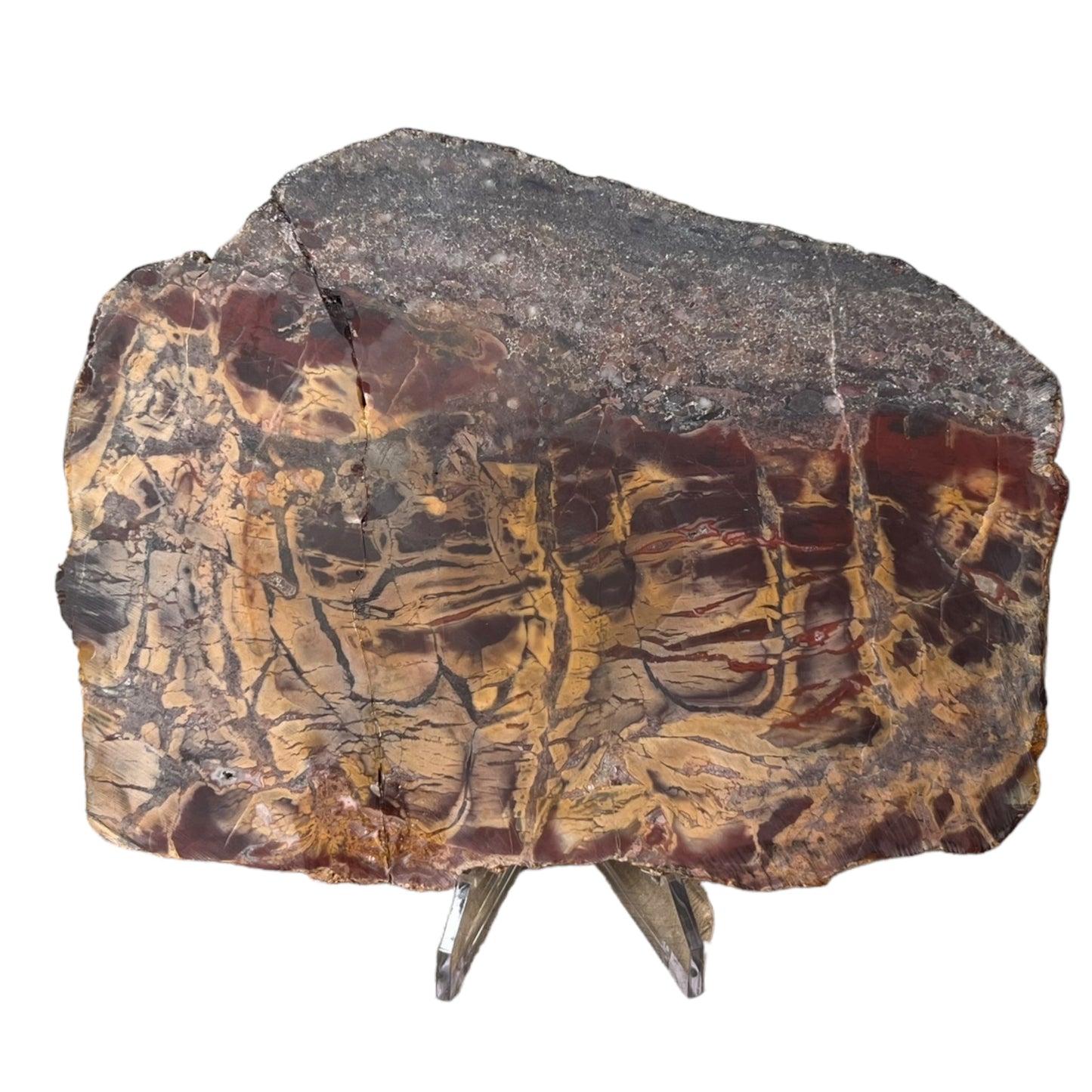 Stromatolithe fossiles Australie DB138