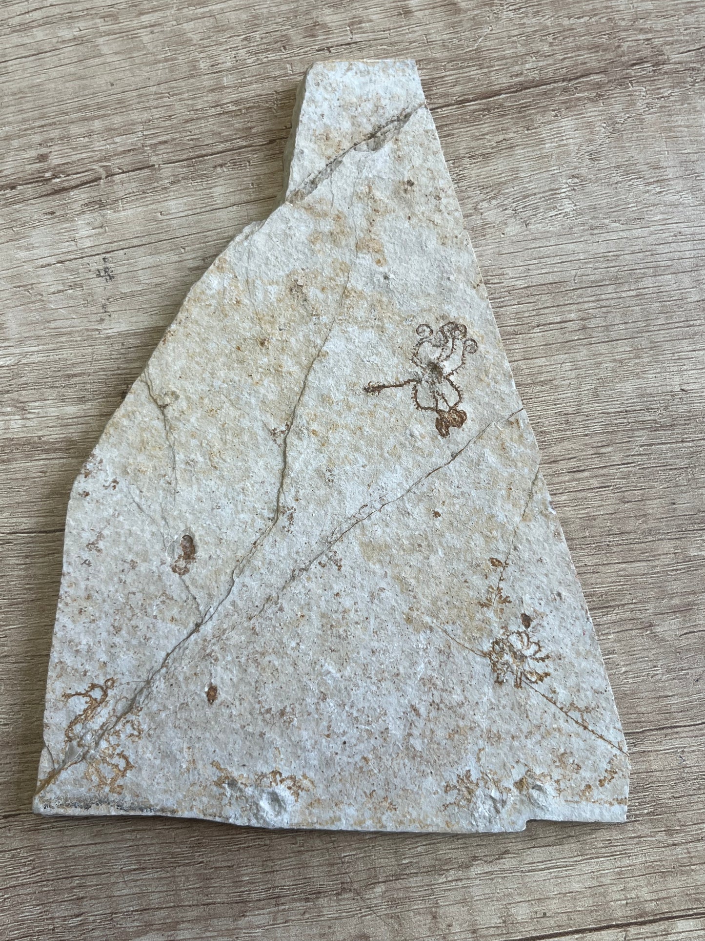 криноид Saccocoma Pectinata ископаемое Зонхофенский известняк Германия