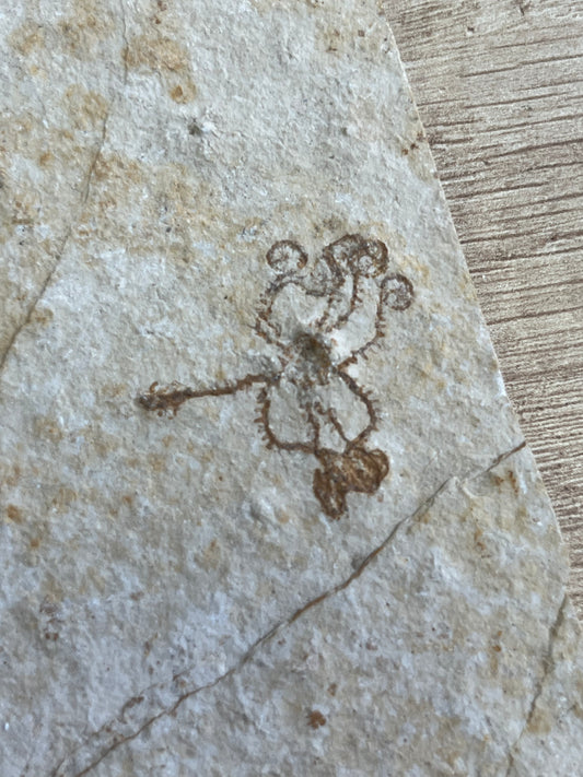 crinoïde Saccocoma Pectinata fossile Calcaire de Sohnhofen Allemagne