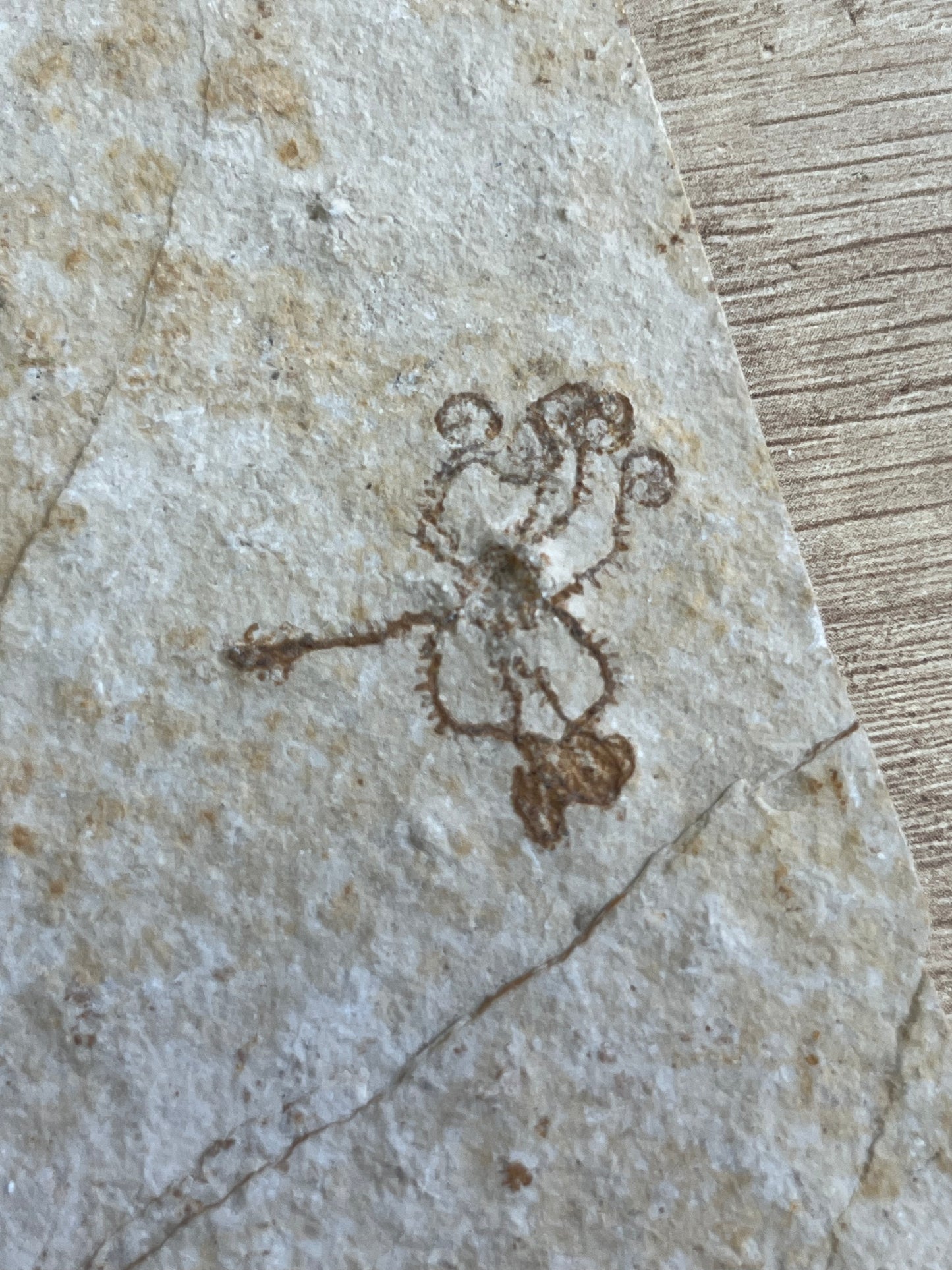 crinoid Saccocoma Pectinata fossil Sohnhofen Limestone Germany
