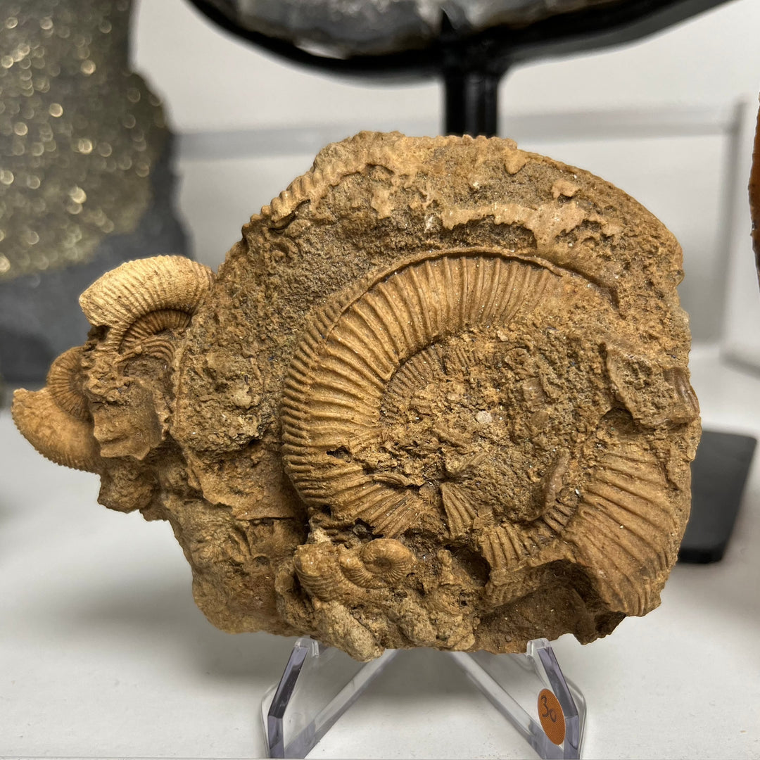 AMMONITE dactylioceras athleticum Allemagne M18W20