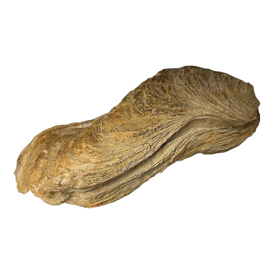 Ostrea crassissima grande Huitre fossile France DR193