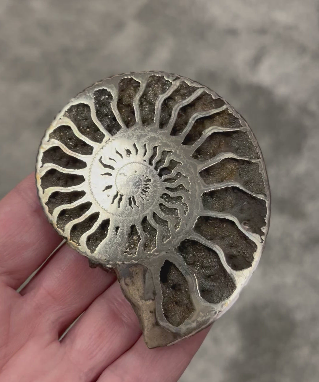 Ammonite pyritisée de Russie, 72x60 mm, polie, #3