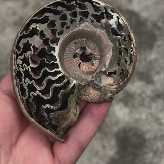 ammonite pyrite