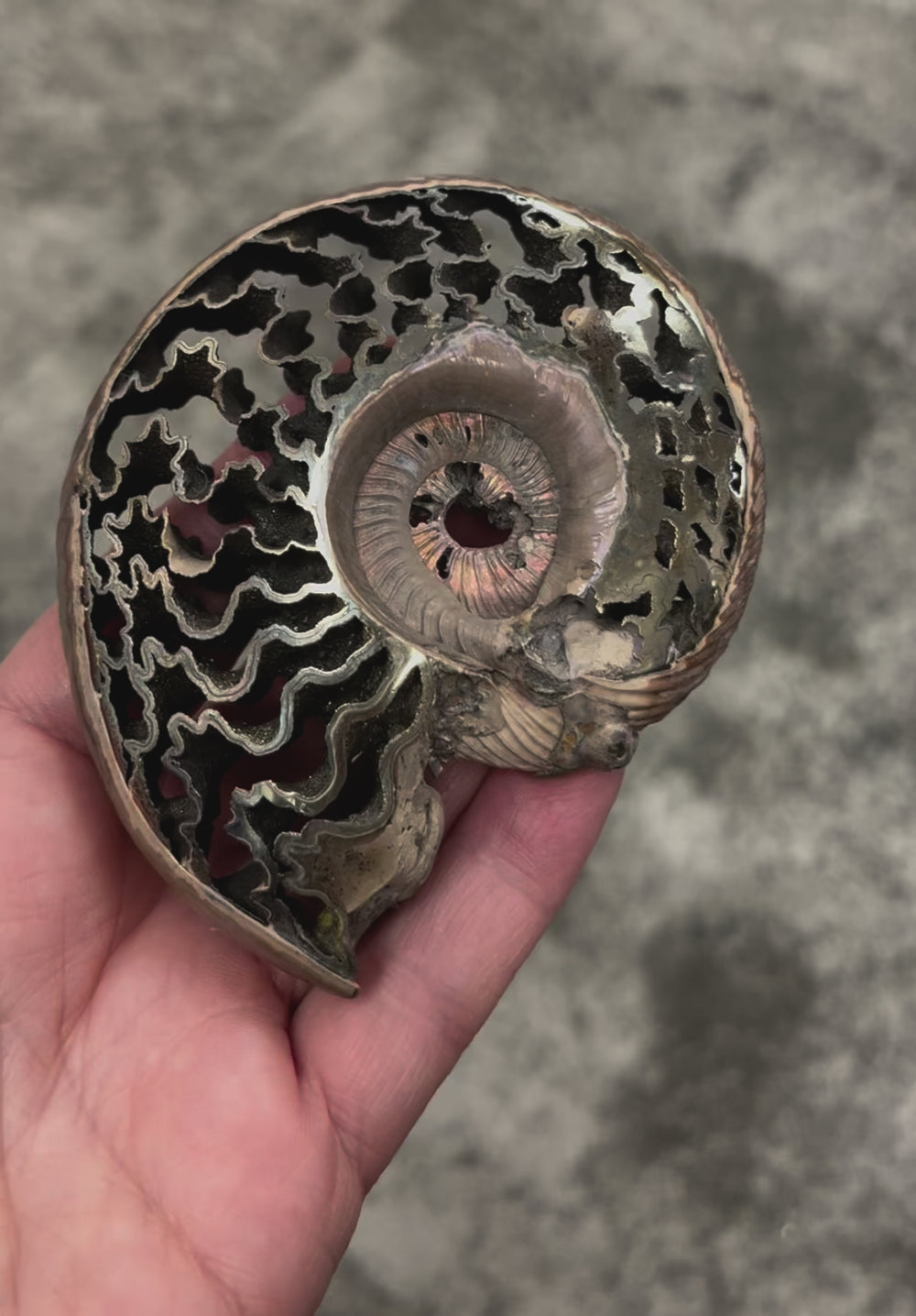 ammonite pyrite