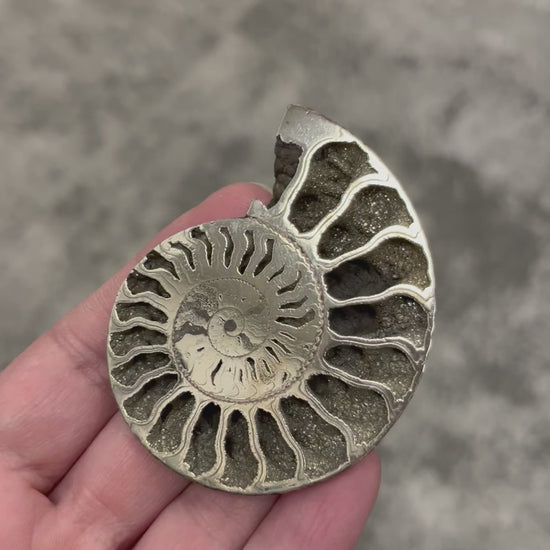 Pyritised ammonite