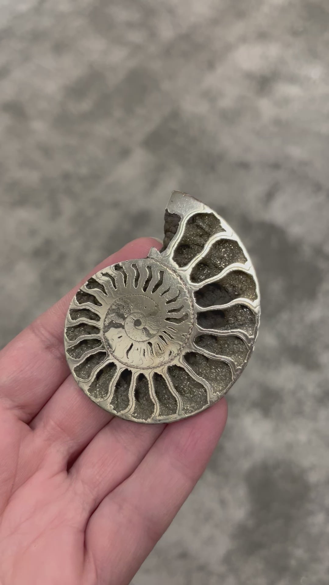 Pyritised ammonite