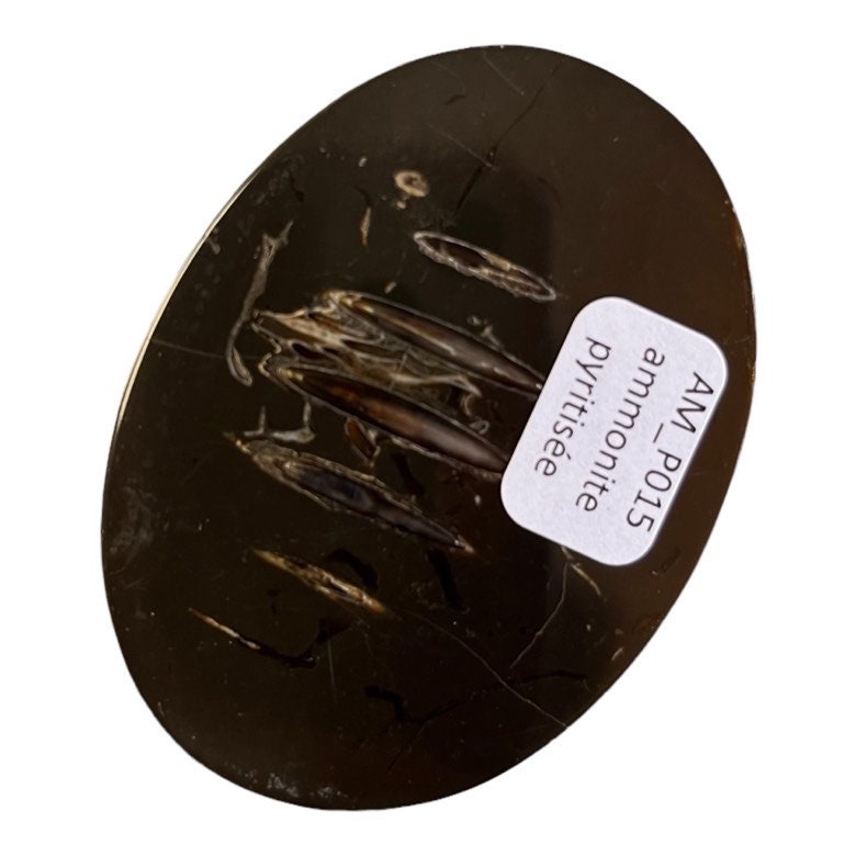 Ammonite pyritisée, AM_P015, taille cabochon, 59x44x11 mm; 33.5g;