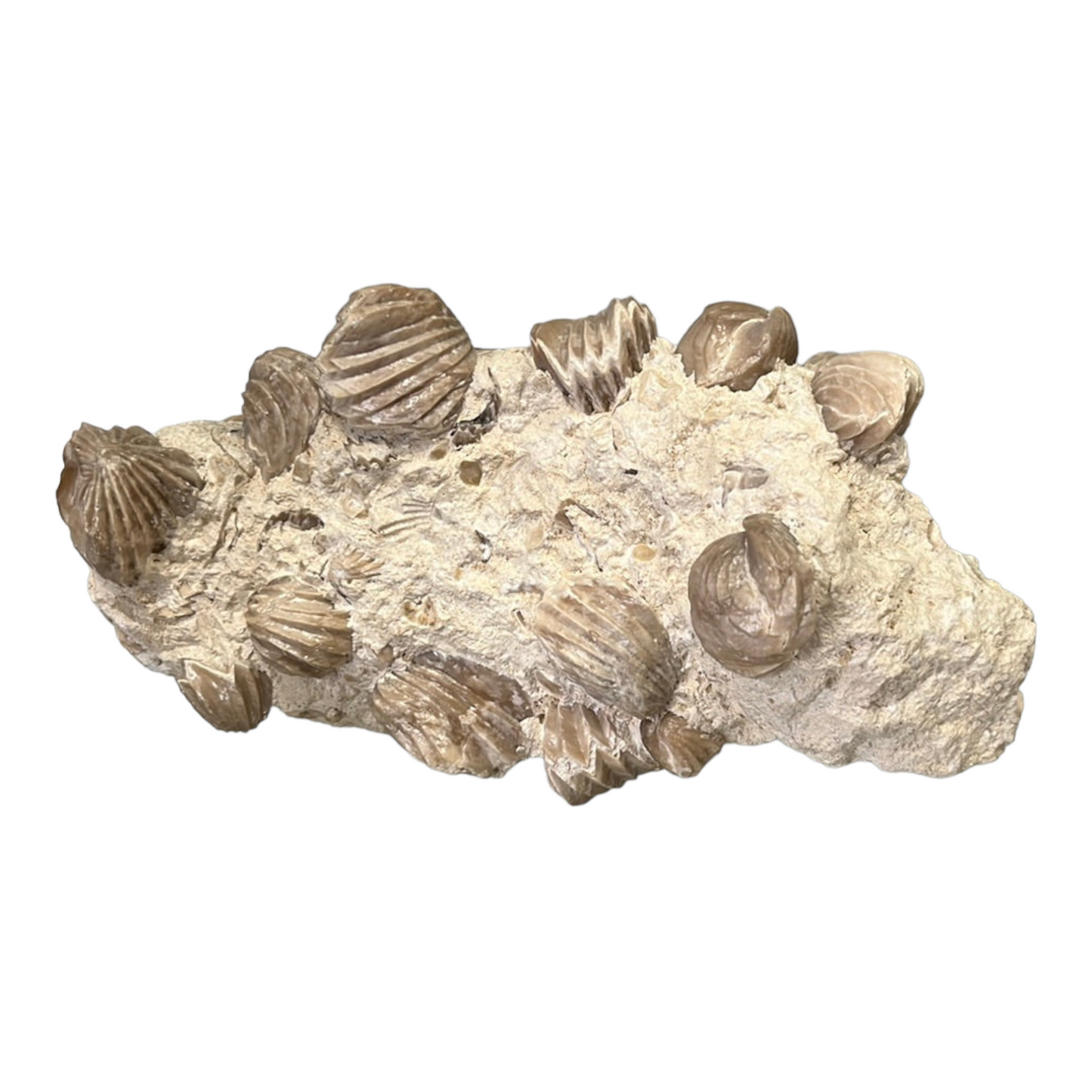 Rhynchonelles fossile France DR84
